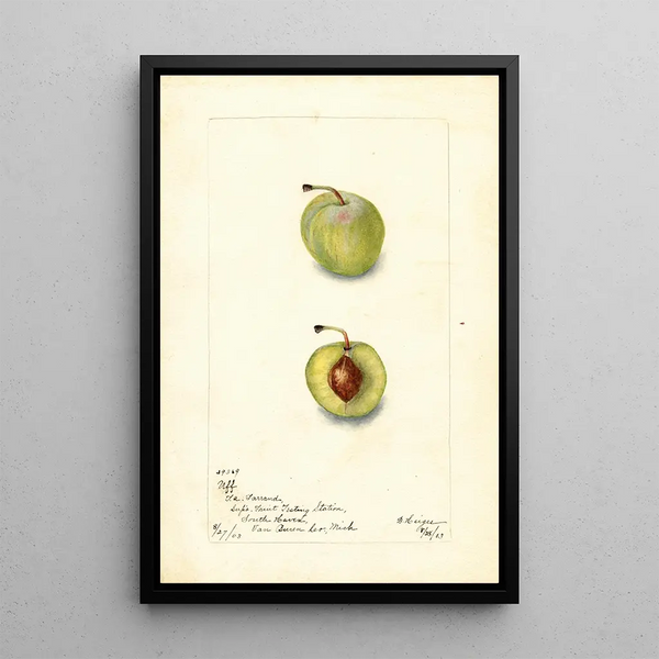 Prunus domestica Uff - Bertha Heiges — framed artwork on a wall