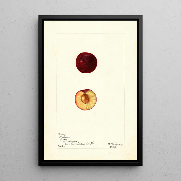 Prunus domestica Willard - Bertha Heiges — framed artwork on a wall