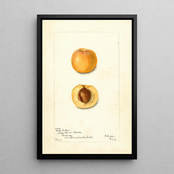 Prunus mume Early Golden - Bertha Heiges — framed artwork on a wall