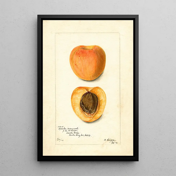 Reproduction of the painting Prunus mume Sparks Mammoth - Bertha Heiges