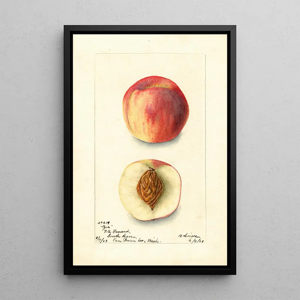 Prunus persica Zea - Bertha Heiges — framed artwork on a wall
