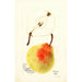Pyrus communis Erwin - Bertha Heiges — artwork view