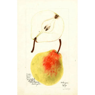 Pyrus communis Erwin - Bertha Heiges — artwork view