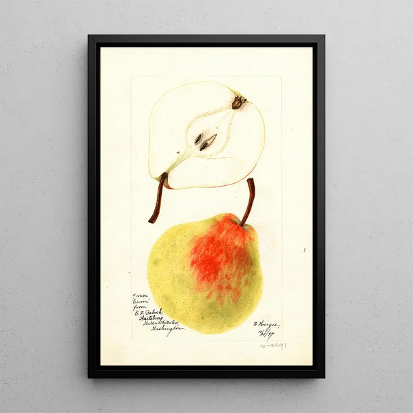 Pyrus communis Erwin - Bertha Heiges — framed artwork on a wall