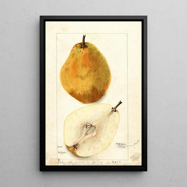 Reproduction of the painting Pyrus communis Kieffer - Bertha Heiges