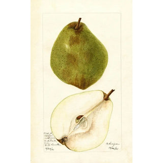 Pyrus communis Kieffer Most Green - Bertha Heiges — artwork view