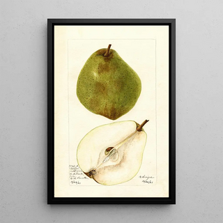 Pyrus communis Kieffer Most Green - Bertha Heiges — framed artwork on a wall