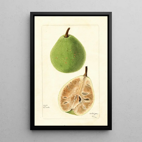 Pyrus communis Le Conte - Bertha Heiges — framed artwork on a wall