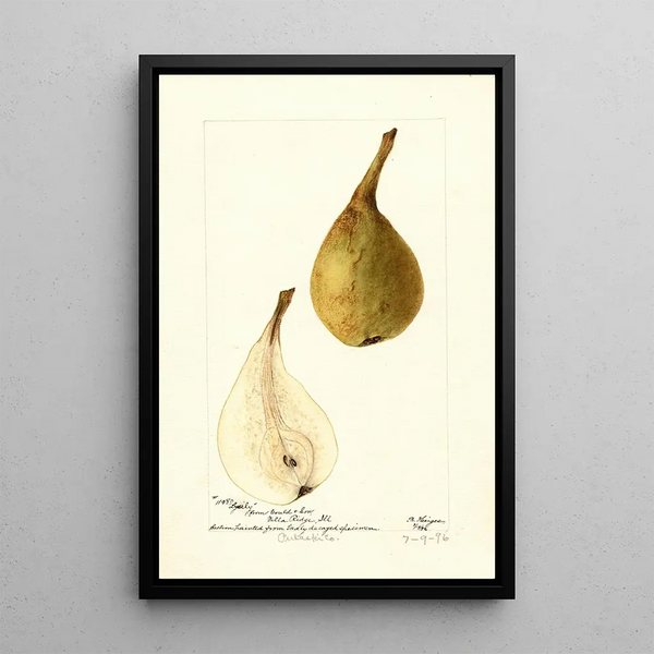 Pyrus communis Lyerly - Bertha Heiges — framed artwork on a wall