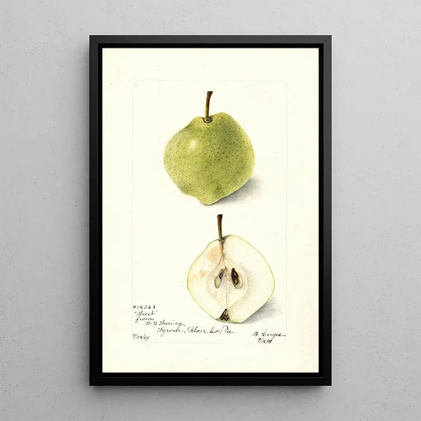 Pyrus communis Wiest - Bertha Heiges — framed artwork on a wall