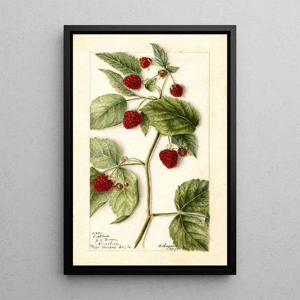 Rubus Cuthbert - Bertha Heiges | Painting — framed artwork on a wall