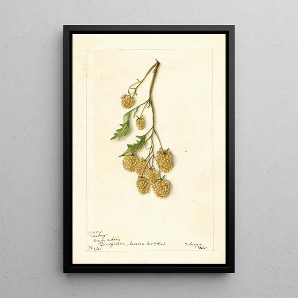 Rubus Iceberg - Bertha Heiges — framed artwork on a wall