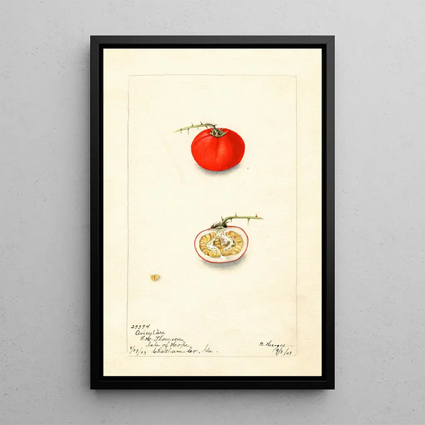 Reproduction of the painting Solanum aviculare - Bertha Heiges