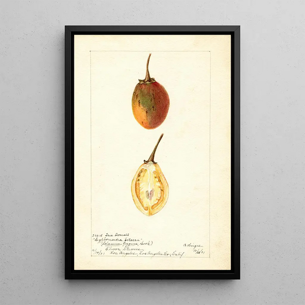 Reproduction of the painting Solanum betaceum - Bertha Heiges
