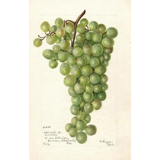 Vitis Admirable de Courtiller - Bertha Heiges — artwork view