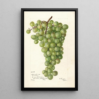Vitis Admirable de Courtiller - Bertha Heiges — framed artwork on a wall