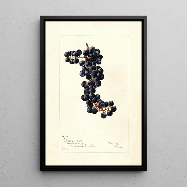 Reproduction of the painting Vitis No - Bertha Heiges