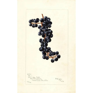 Reproduction of the painting Vitis No - Bertha Heiges