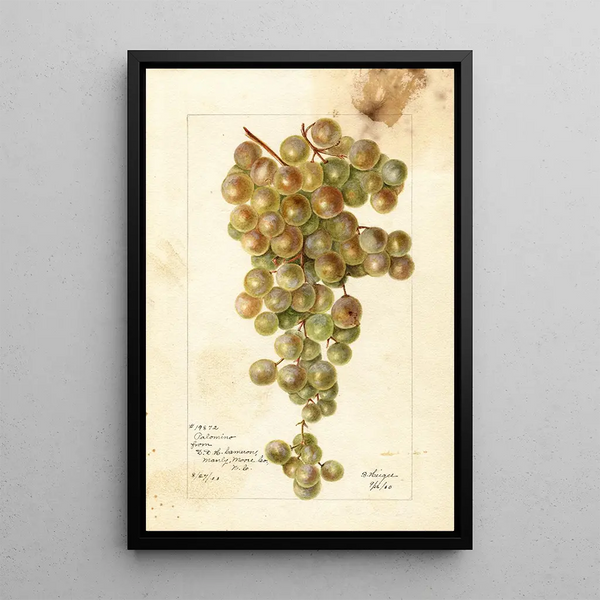 Vitis Palomino - Bertha Heiges — framed artwork on a wall