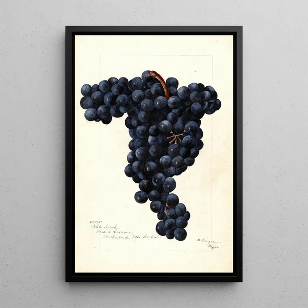 Vitis Petite Syrah - Bertha Heiges — framed artwork on a wall