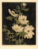 Anémones - Bertha Jaques — artwork view