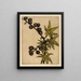 Ricin - Bertha Jaques — framed artwork on a wall