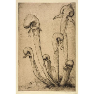 Bertha Jaques - Darlingtonia.webp