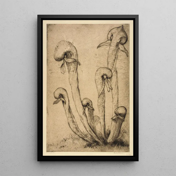 Darlingtonia - Bertha Jaques — framed artwork on a wall
