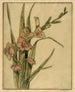 Glaïeul - Bertha Jaques — artwork view