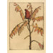 Sumac - Bertha Jaques — artwork view