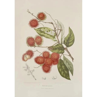Reproduction of the painting Java Island Flowers, Fruits, and Foliage Selected Painting Pl07 - Berthe Hoola van Nooten