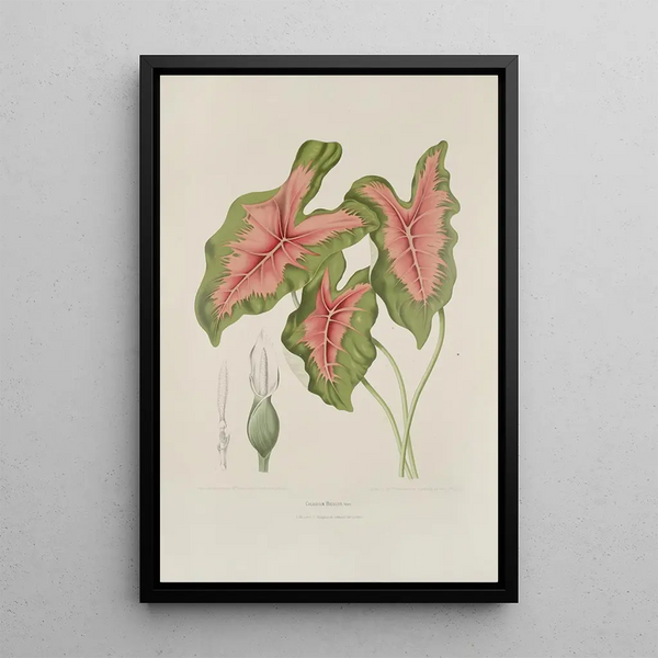 Reproduction of the painting Flowers, fruits and foliage from the island of Java Pl09 - Berthe Hoola van Nooten