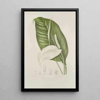 Reproduction of the painting Java Island Flowers, Fruits, and Foliage Selected Painting Pl14 - Berthe Hoola van Nooten