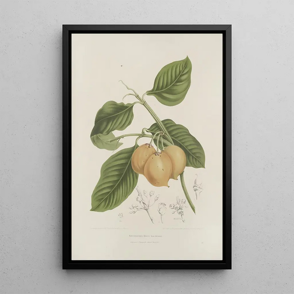 Java Island Flowers, Fruits, and Foliage Selected Painting Pl15 - Berthe Hoola van Nooten — framed artwork on a wall