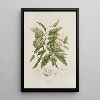 Java Island Flowers, Fruits, and Foliage Selected Painting Pl19 - Berthe Hoola van Nooten — framed artwork on a wall