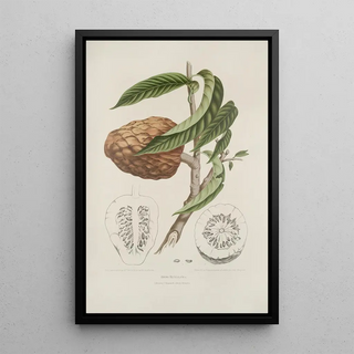 Flowers, fruits and foliage from the island of Java Pl20 - Berthe Hoola van Nooten — framed artwork on a wall