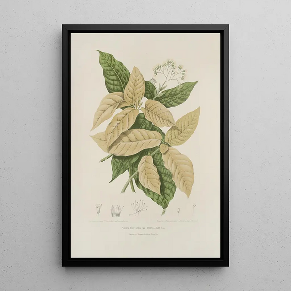 Reproduction of the painting Java Island Selected Flowers, Fruits, and Foliage Painting Pl21 - Berthe Hoola van Nooten