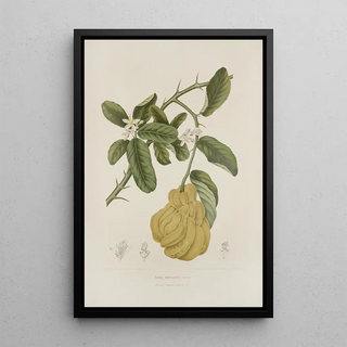 Reproduction of the painting Flowers, fruits and foliage from the island of Java Pl23 - Berthe Hoola van Nooten
