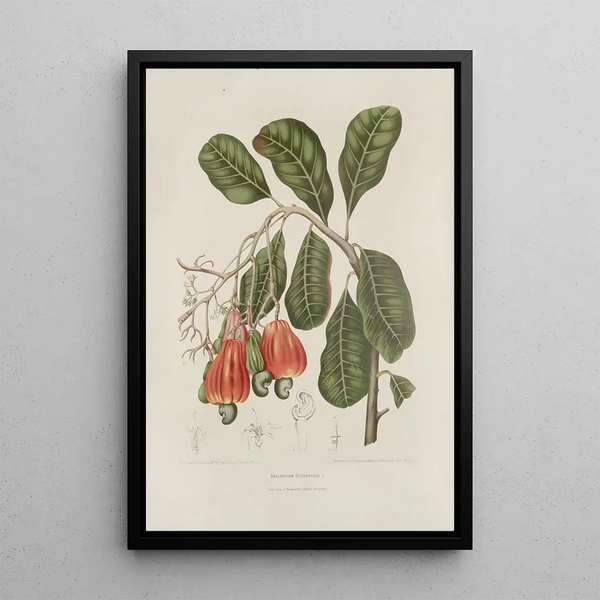 Flowers, fruits and foliage selected from Java Island Pl27 - Berthe Hoola van Nooten — framed artwork on a wall