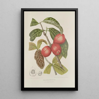 Reproduction of the painting Flowers, selected fruits and foliage from Java Island Pl30 - Berthe Hoola van Nooten
