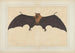 a large Indian bat or flying fox Pteropus giganteus - Bhawani Das — artwork view