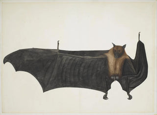 Indian Fruit Bat - Bhawani Das — artwork view