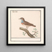 Blauwborst Luscinia svecica - Anselmus Botius de Boodt — framed artwork on a wall
