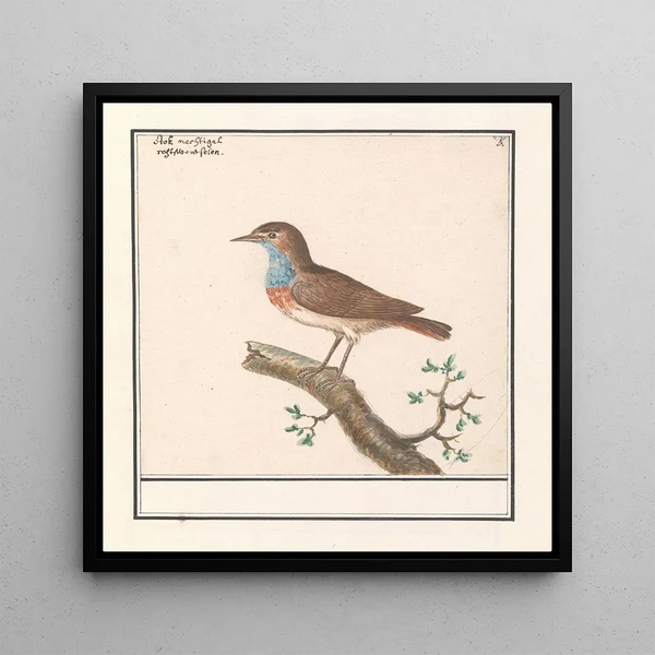 Blauwborst Luscinia svecica - Anselmus Botius de Boodt — framed artwork on a wall