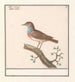 Blauwborst Luscinia svecica - Anselmus Botius de Boodt — artwork view
