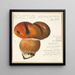Boletus ustulatus Paulet 3 - Hans Walty — framed artwork on a wall