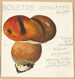 Boletus ustulatus Paulet 3 - Hans Walty — artwork view