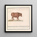 Brazilian Bovine Painting Bos taurus bresilaensen os Ezel Taurasinus taurane du Brésil - Anselmus Botius de Boodt — framed artwork on a wall