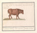Brazilian Bovine Painting Bos taurus bresilaensen os Ezel Taurasinus taurane du Brésil - Anselmus Botius de Boodt — artwork view