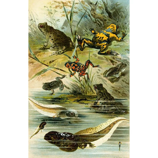 Bruno Drigen - Bombinator pachypus Bombinator bombinus Alytes obst Pelobates fuscus.webp